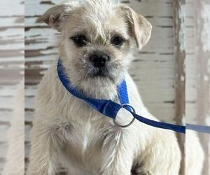 Cairn Terrier-Unknown Mix Dogs for adoption in Carrollton, TX, USA