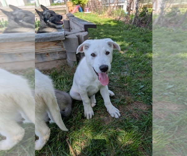 Medium Photo #6 Alaskan Malamute-German Shepherd Dog Mix Puppy For Sale in WAYNESBORO, PA, USA