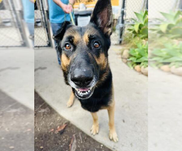 Medium Photo #1 German Shepherd Dog Puppy For Sale in Santa Barbara, CA, USA