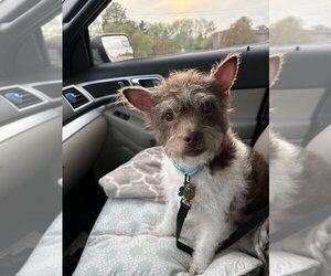Russell - Male Cairn Terrier-Unknown Mix Dog for Adoption - Photo #4