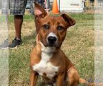 Small #1 Retriever  Mix