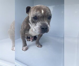 Bulldog-Unknown Mix Dogs for adoption in Houston, TX, USA
