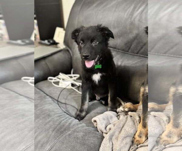 Medium Photo #7 Border Collie Puppy For Sale in Holly Springs, NC, USA