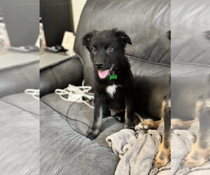 Dorian - Male Border Collie Dog for Adoption - Photo #7