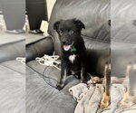 Small #6 Border Collie