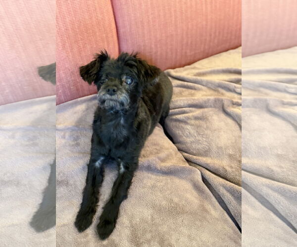 Medium Photo #4 Maltese-Unknown Mix Puppy For Sale in Pacolet, SC, USA