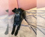Small #3 Maltese Mix