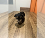 Small Photo #1 Yorkshire Terrier Puppy For Sale in HALLANDALE BEACH, FL, USA