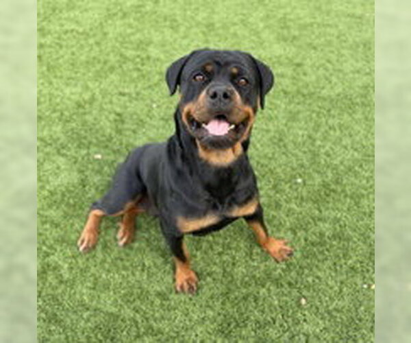 Medium Photo #1 Rottweiler Puppy For Sale in Salinas, CA, USA