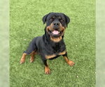 Millie - Female Rottweiler Dog for Adoption - Small photo