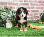 Small #5 Bernese Mountain Dog