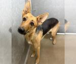 Small German Shepherd Dog