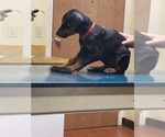 Small #10 Doberman Pinscher