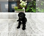 Small Photo #1 Australian Retriever Puppy For Sale in GREENFIELD, IN, USA