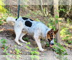 Small #1 Mutt
