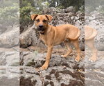 Small #1 Mutt