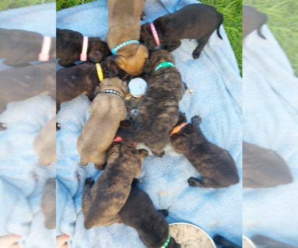 Medium Photo #25 Mastiff Puppy For Sale in MITCHELL, NE, USA