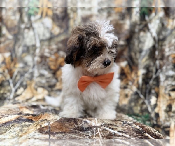Medium Photo #8 ShihPoo Puppy For Sale in LAKELAND, FL, USA