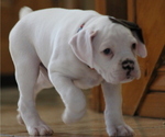 Small Photo #3 Boxer Puppy For Sale in HERRIMAN, UT, USA
