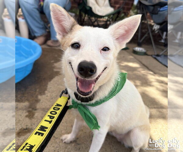 Medium Photo #7 Mutt Puppy For Sale in Washington, DC, USA