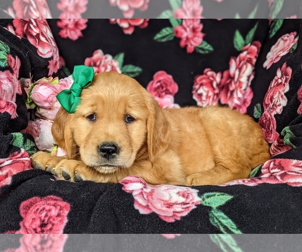 Medium Photo #5 Golden Retriever Puppy For Sale in DELTA, PA, USA