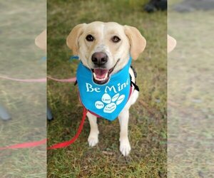 Labrador Retriever-Unknown Mix Dogs for adoption in Plymouth, MN, USA