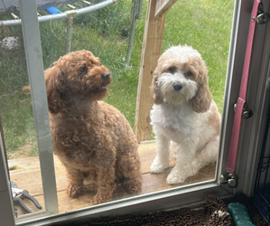 Mother of the Cavapoo (Standard) puppies born on 06/24/2026
