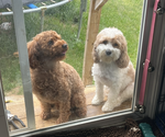 Small Photo #1 Cavapoo (Standard) Puppy For Sale in LANCASTER, PA, USA