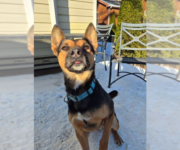 Medium Photo #2 American Pit Bull Terrier-German Shepherd Dog Mix Puppy For Sale in Techny, IL, USA