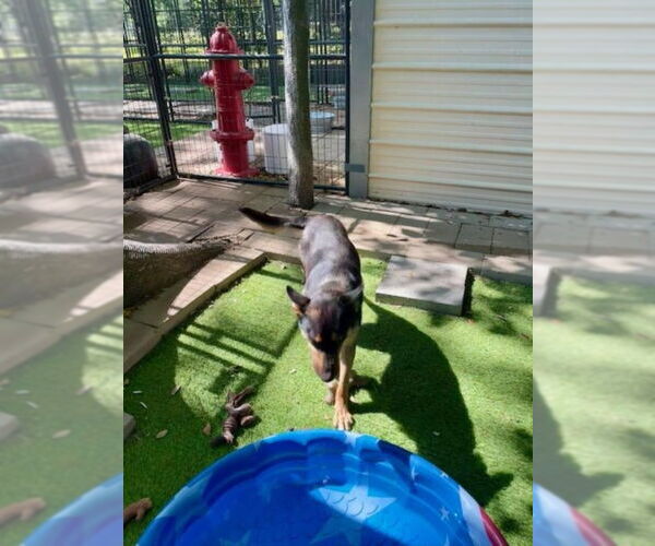 Medium Photo #12 German Shepherd Dog-Miniature Pinscher Mix Puppy For Sale in Winston Salem, NC, USA