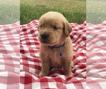 Small Photo #10 Golden Retriever Puppy For Sale in BOWLING GREEN, KY, USA