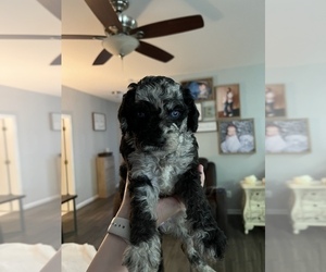 Aussiedoodle-Goldendoodle Mix Puppy for sale in RURAL HALL, NC, USA