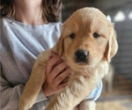 Puppy 4 Golden Retriever