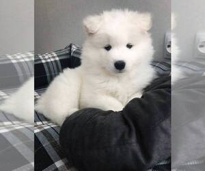 Samoyed Puppy for sale in APPLE VALLEY, CA, USA
