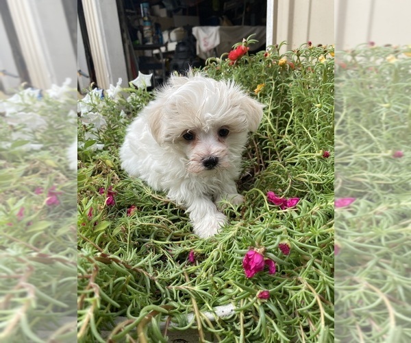 Medium Photo #4 Maltese Puppy For Sale in FREDONIA, KS, USA