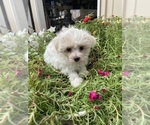 Small #3 Maltese