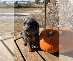 Aussiedoodle Puppy for sale in WILLIAMSBURG, IA, USA