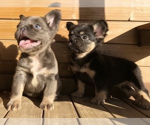French Bulldog Puppy for sale in MORENO VALLEY, CA, USA