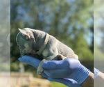 Small #11 French Bulldog