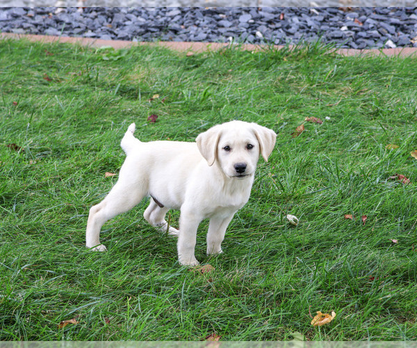 Medium Photo #3 Labrador Retriever Puppy For Sale in SYRACUSE, IN, USA