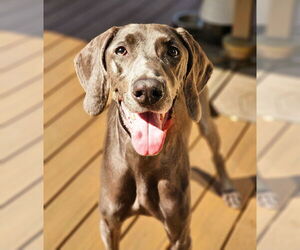 Weimaraner Dogs for adoption in Farmington, MN, USA