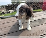 Small #4 Cocker Spaniel