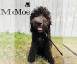 Small Photo #10 Miniature Bernedoodle Puppy For Sale in COOKEVILLE, TN, USA