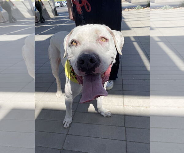 Medium Photo #3 Bulldog-Staffordshire Bull Terrier Mix Puppy For Sale in Chandler, AZ, USA