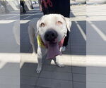 Small #2 Bulldog-Staffordshire Bull Terrier Mix