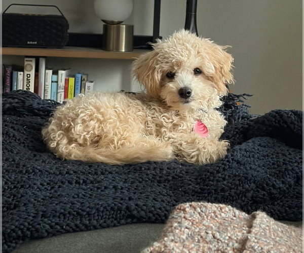 Medium Photo #6 Poochon Puppy For Sale in St. Louis Park, MN, USA