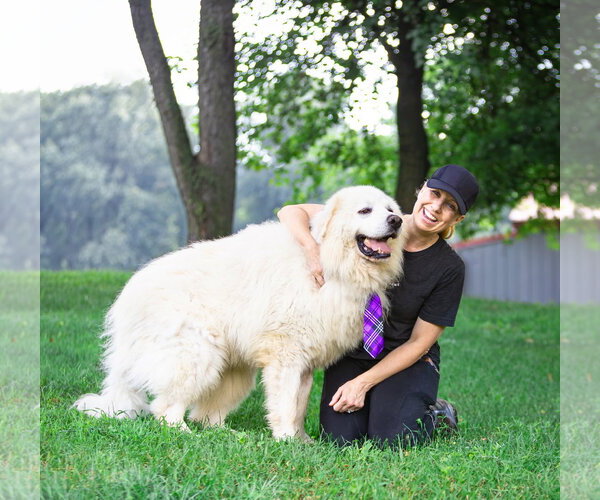 Medium Photo #3 Great Pyrenees Puppy For Sale in Unionville, PA, USA