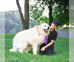 Small #2 Great Pyrenees