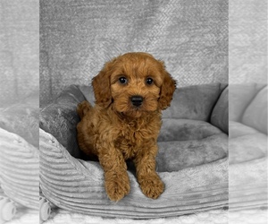 Goldendoodle (Miniature) Puppy for sale in FRANKLIN, IN, USA