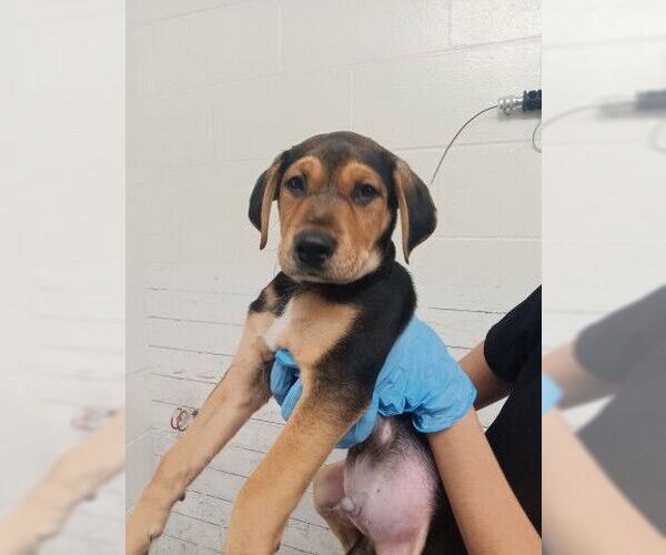 Medium Photo #1 German Shepherd Dog Puppy For Sale in San Bernardino, CA, USA